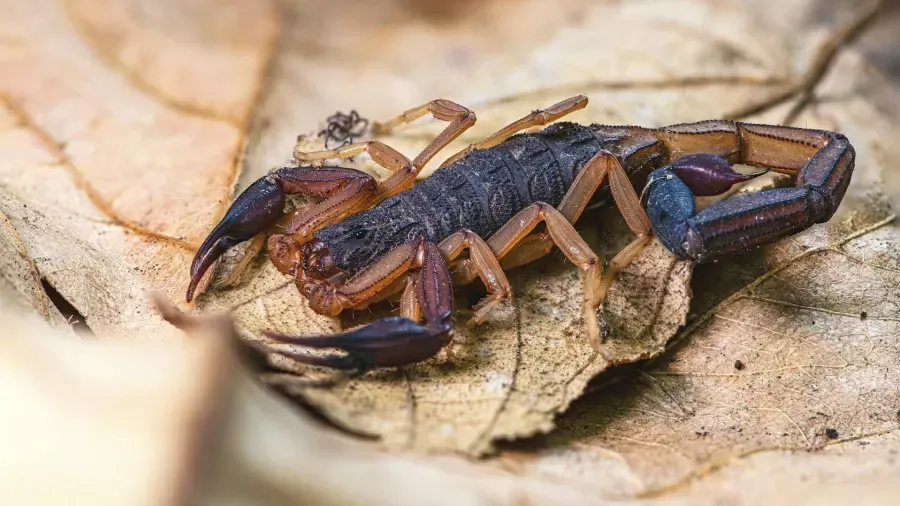 Jardins em Santa Isabel podem ser abrigos de escorpião; veja como evitar o perigo