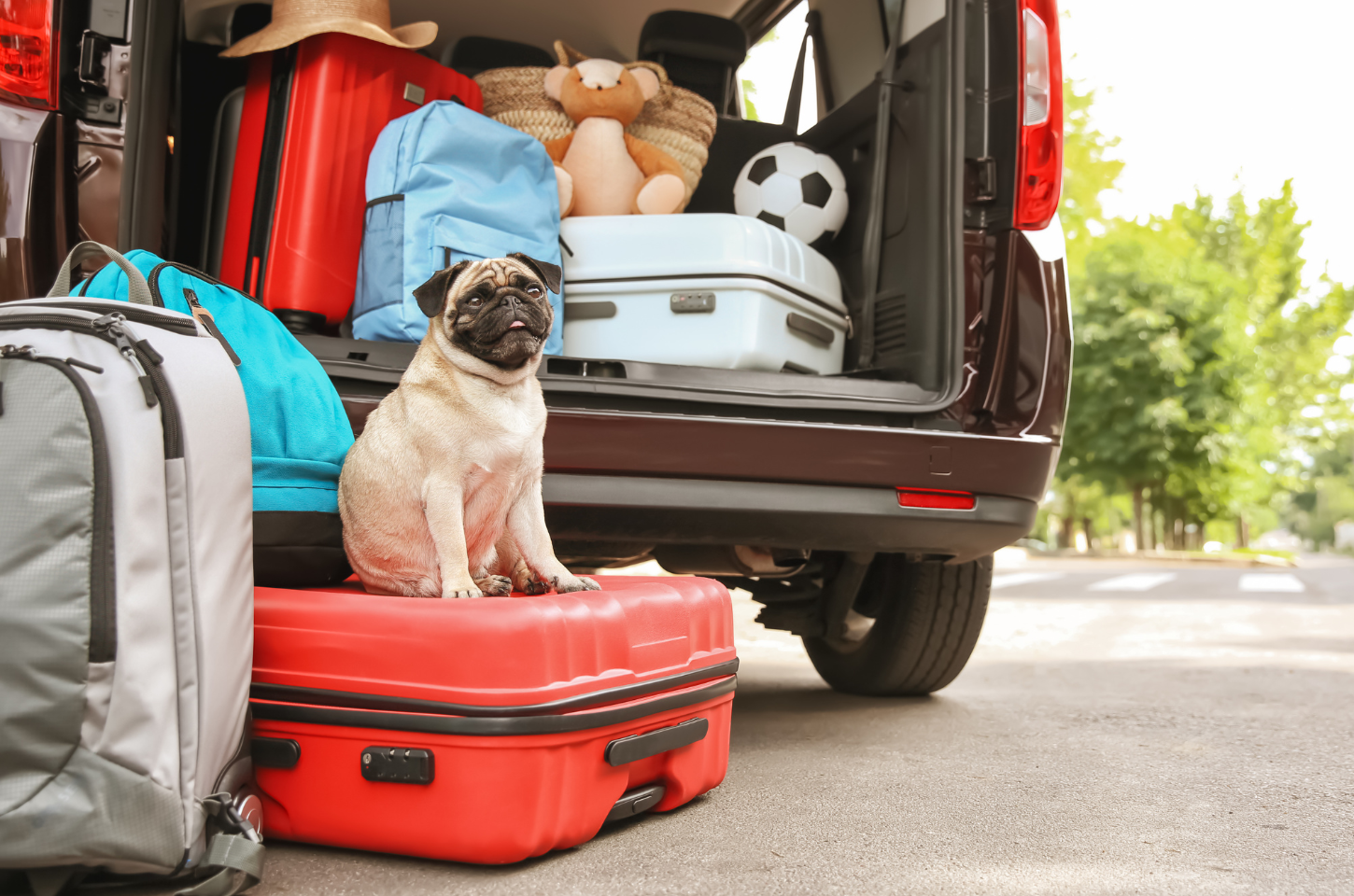Ondas de calor em Santa Isabel exigem atenção redobrada com pets
