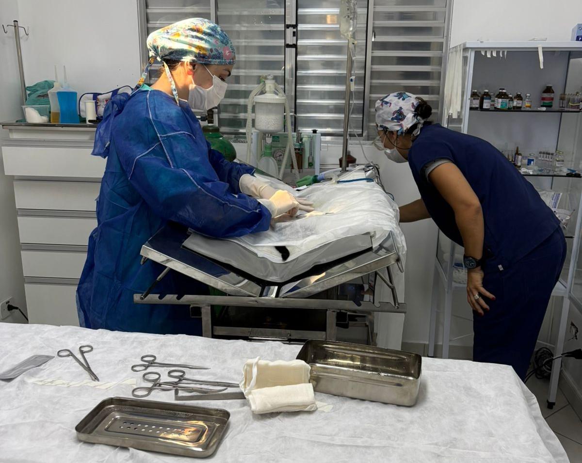 Prefeitura abre cadastro para mutirão de castração gratuita de 450 cães e gatos