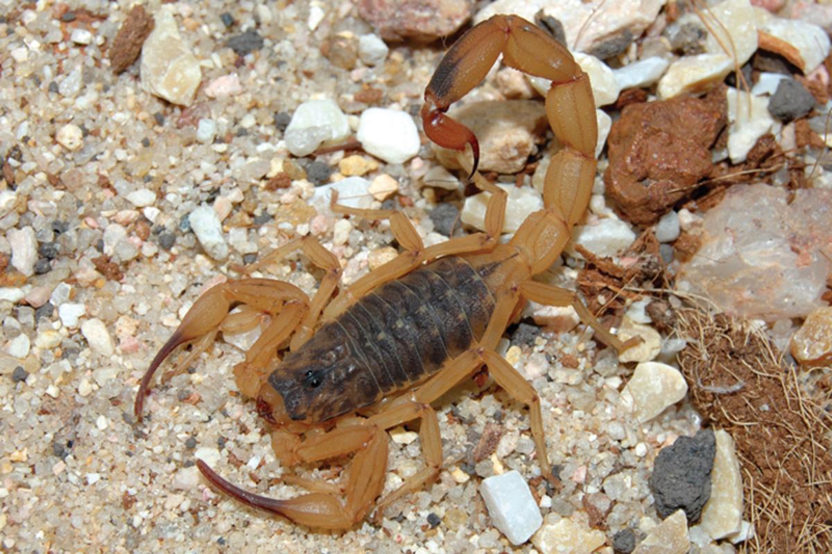 Saiba o que fazer para prevenir o aparecimento de escorpiões em casa