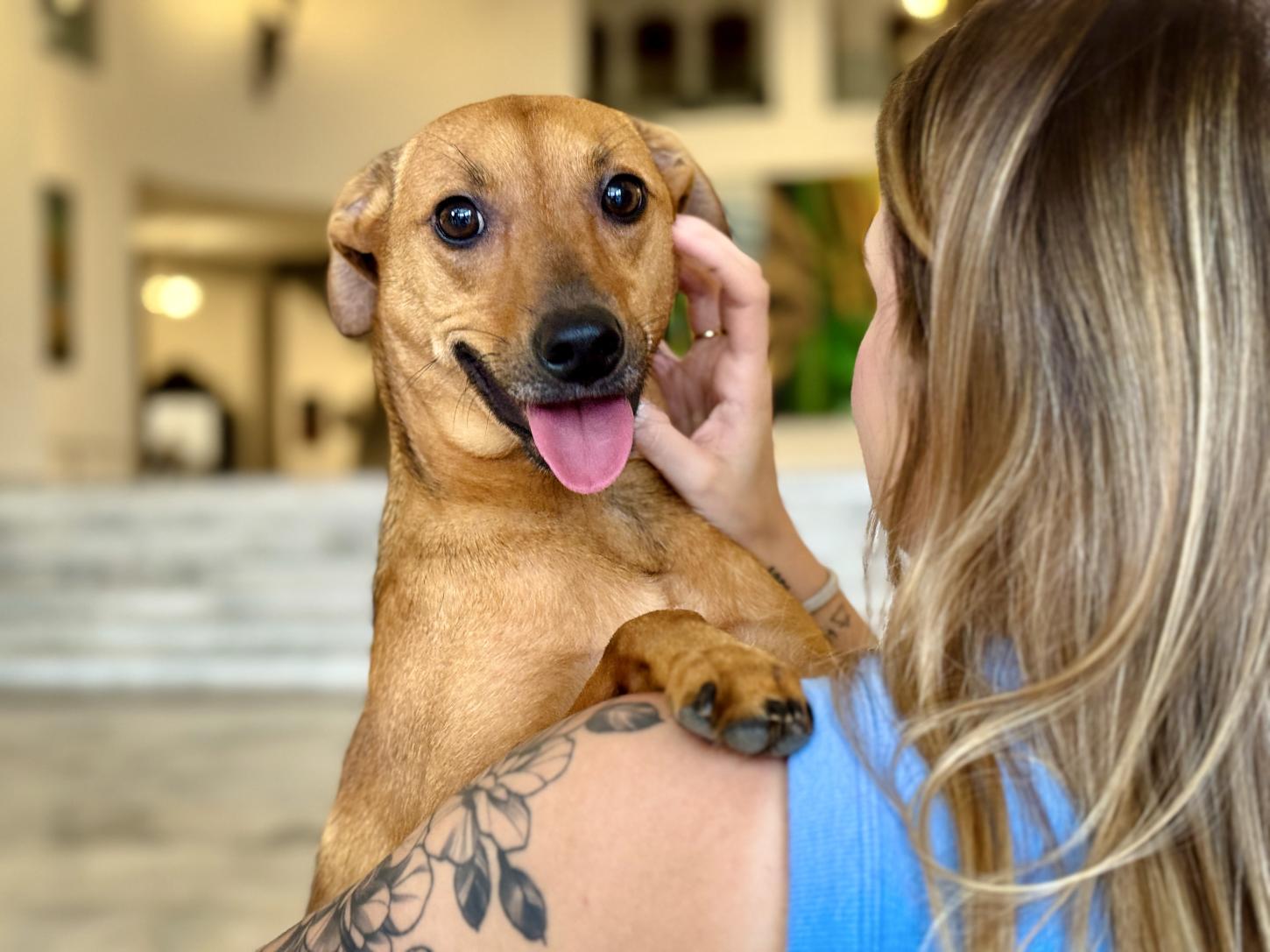 Como denunciar maus-tratos a animais à polícia sem sair de casa?