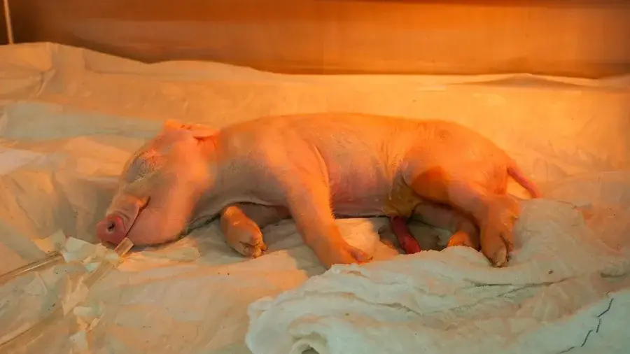 Brasil cria 1º porco clonado da América Latina para fornecer órgãos ao SUS