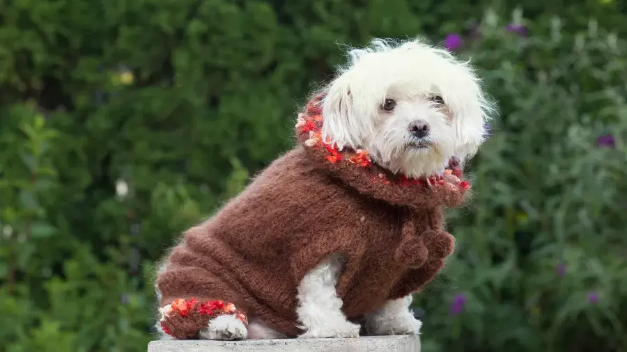 Pets precisam usar roupa no frio? Veterinária explica quando é necessário