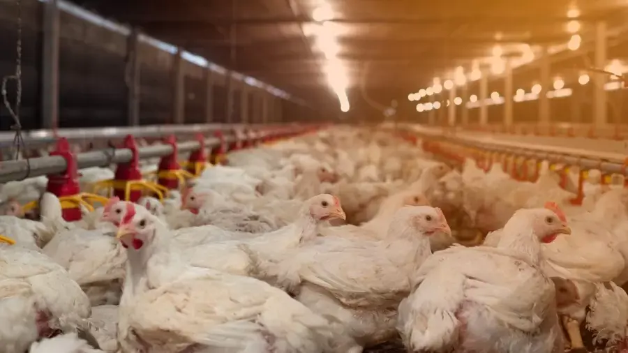 Veto da União Europeia a carnes brasileiras coloca em risco US$ 2 bi ao ano