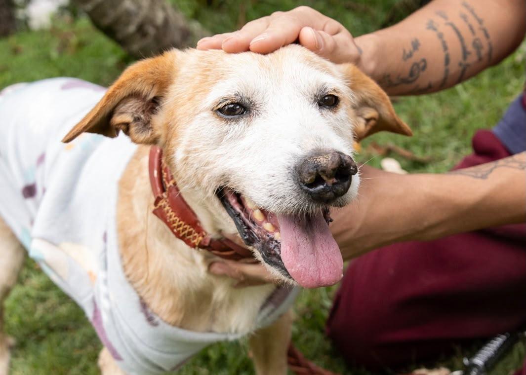 Itaquá tem cerca de 100 cães e gatos castrados e vacinados à espera de uma família