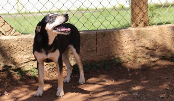 Mogi promove Feira de Adoção com mais de 100 cães e gatos no domingo, no Nubea