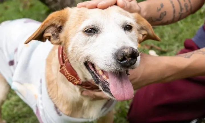 Itaquá tem cerca de 100 cães e gatos castrados e vacinados à espera de uma família