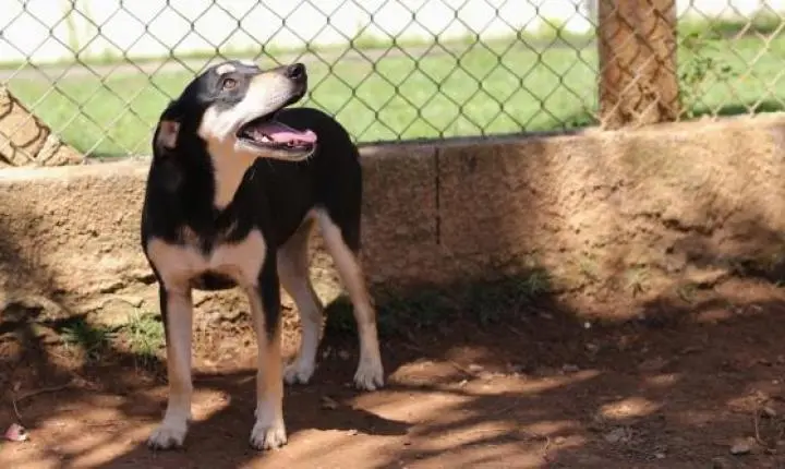 Mogi promove Feira de Adoção com mais de 100 cães e gatos no domingo, no Nubea